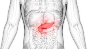 Illustration of Human Pancreas Anatomy